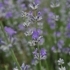 Lavandula angustifolia 'Luberon' -- Lavendel